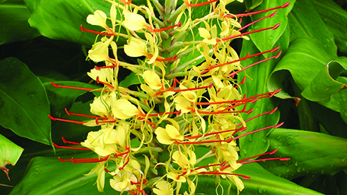 Image - Wild ginger