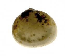 Image - Arthritica