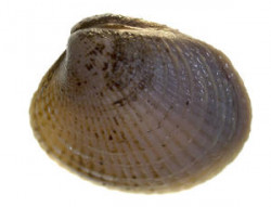 Image - Austrovenus