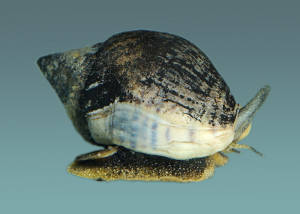 Image - Cominella adspersa