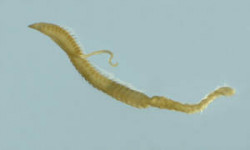 Image - Cossura (Photo courtesy of Barry O'Brien, University of Waikato)