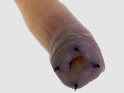 Image - Glycera
