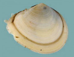 Macomona liliana (Photo courtesy of Dr. Barry O'Brien, University of Waikato)