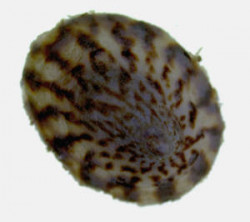 Image - Notoacmea