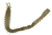 Image -  Prionospio aucklandica