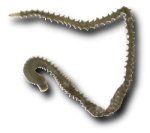 Image - Aglaophamus spp.