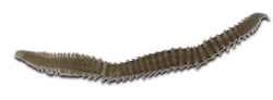 Goniadidae (goniadids) 