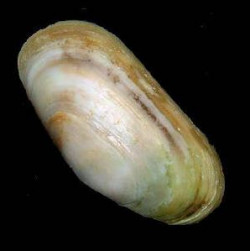 Paphies australis (adult, photo courtesy of Barry O'Brien, University of Waikato)