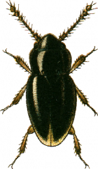Ptenidium pusillum, a feather-winged beetle found in clean, stony streams. Photograph of a feather-winged beetle