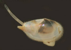 Image - Theora lubrica (Photo courtesy of Peter J. Bryant, University of California)