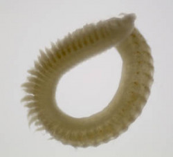 Image - aricidea