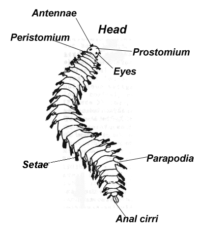 Diagram of polychaete