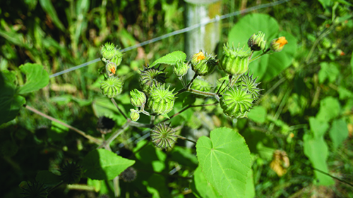 Image - Velvetleaf
